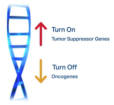 Epigenetic Influences on Mutation